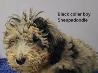 Sheepadoodle dogs Black collar boy Sheepadoodle - Ad 28
