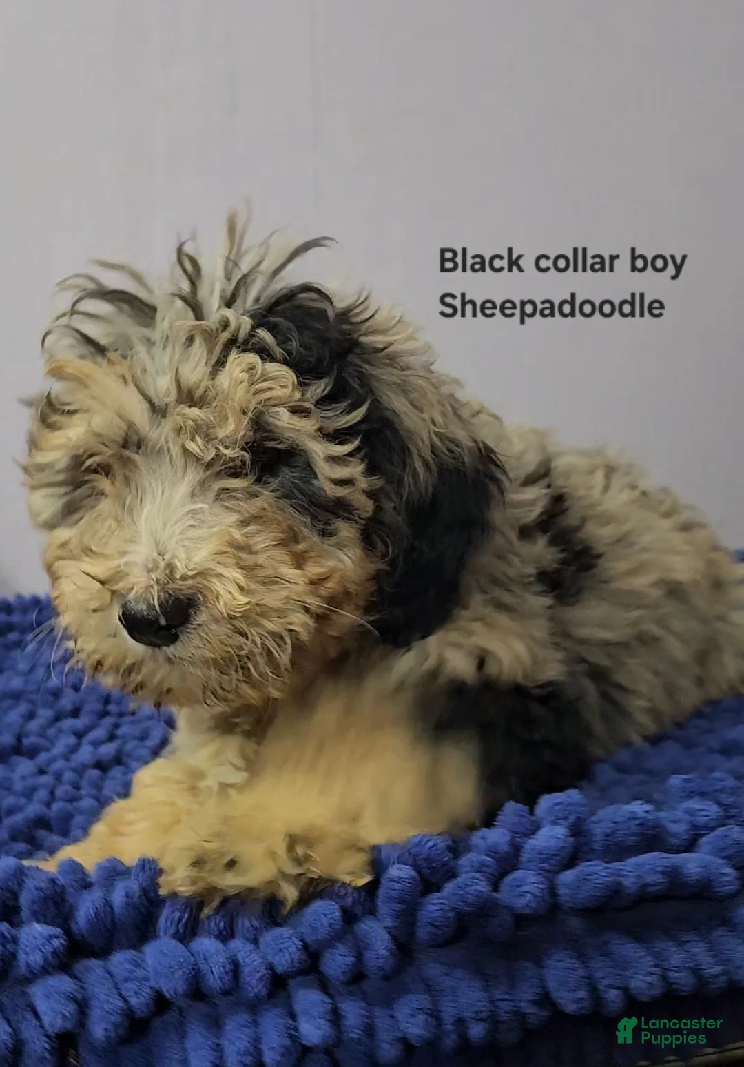 Sheepadoodle dogs for sale: Black collar boy Sheepadoodle  - Ad 1