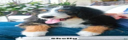 Bernedoodle dogs for sale: Shelly - Ad 7