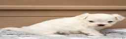 Maltese dogs for sale: Thomas Maltese Puppy - Ad 8