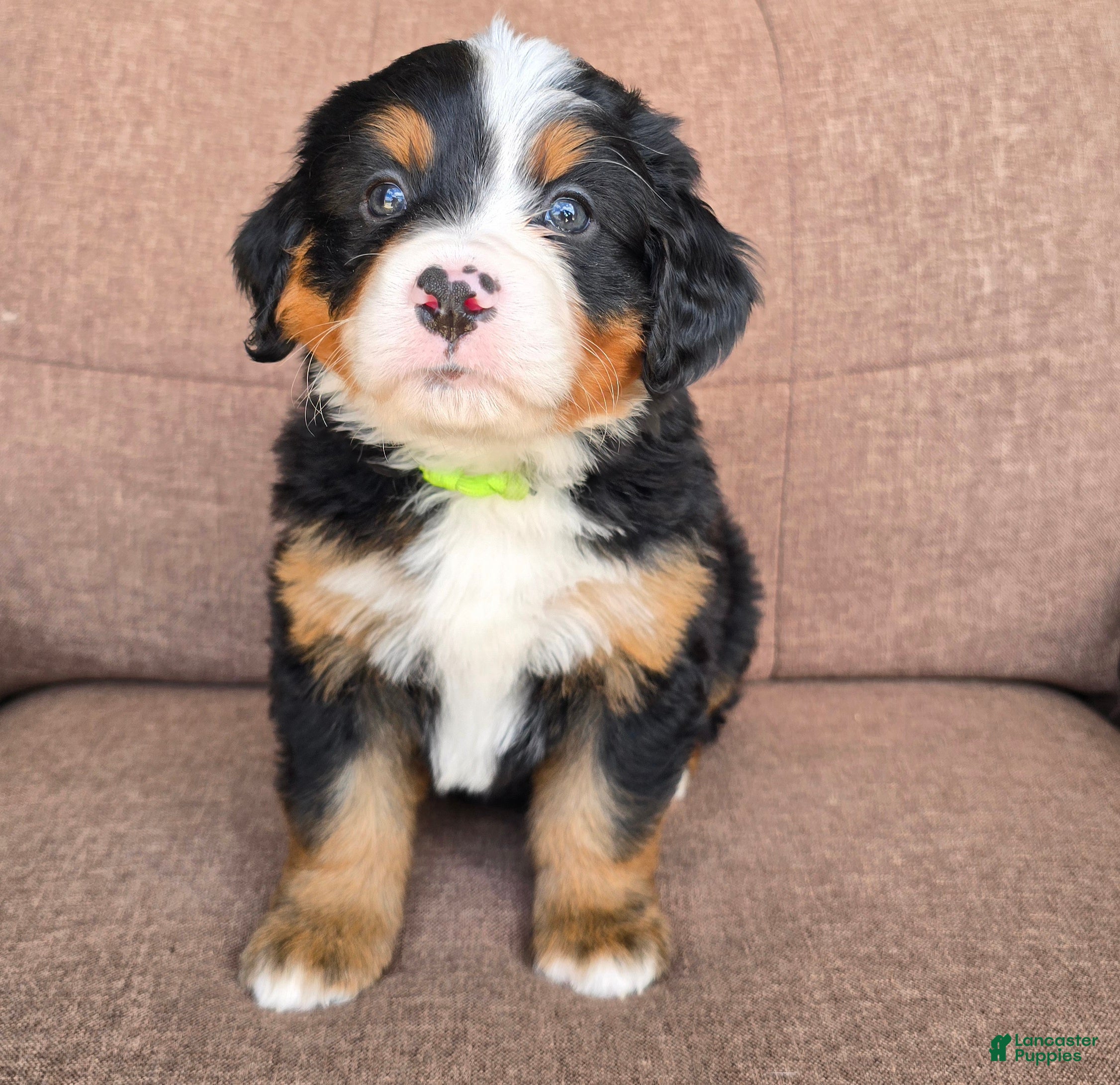 Miniature Bernese Mountain Dog dogs Mojito - Ad 2