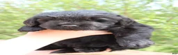 Newfoundland dogs for sale: Mantis - Ad 5