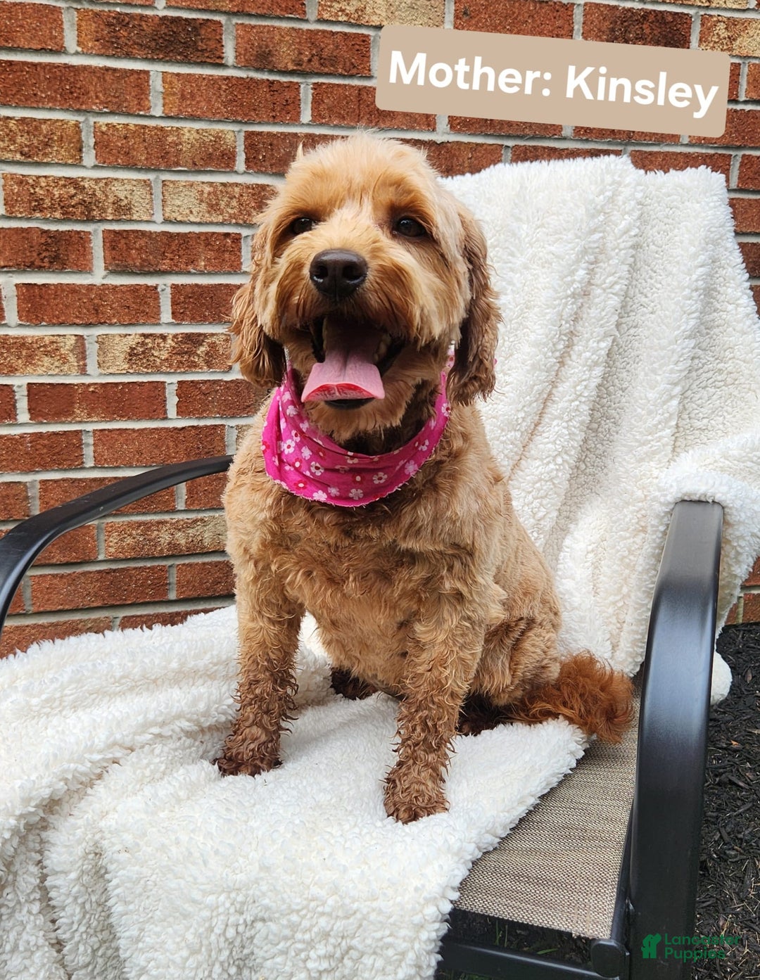 Mini Goldendoodle dogs for sale: JESSA - MINI GOLDENDOODLE LOVELY PUPPY (RICHLAND, PA) - F1BB - Ad 12