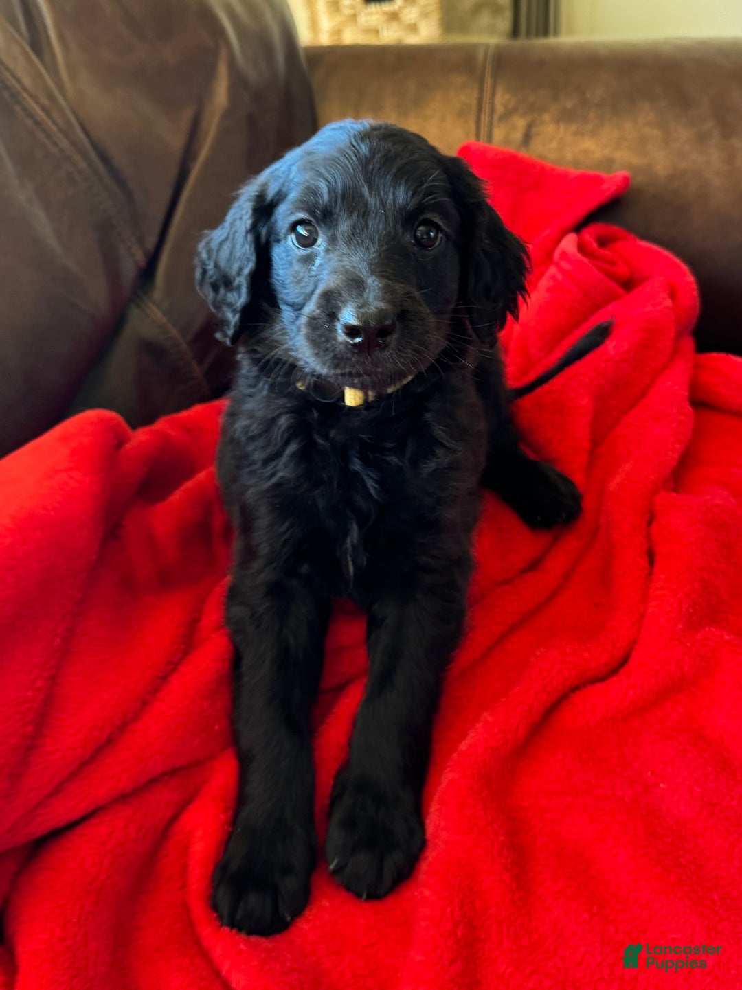 Goldendoodle dogs for sale: Yellow collar girl - Ad 12