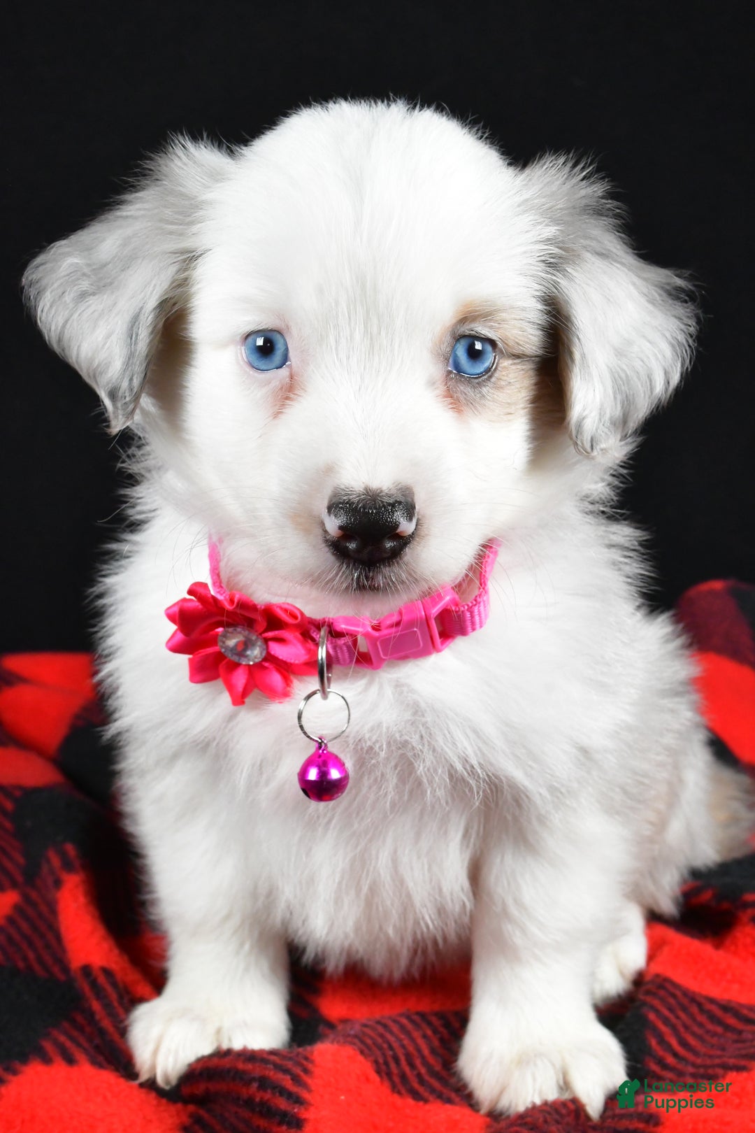 Miniature Australian Shepherd dogs for sale: Jewel - Ad 5
