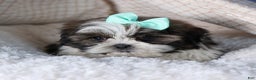 Shih Tzu dogs for sale: MERLE - Ad 3