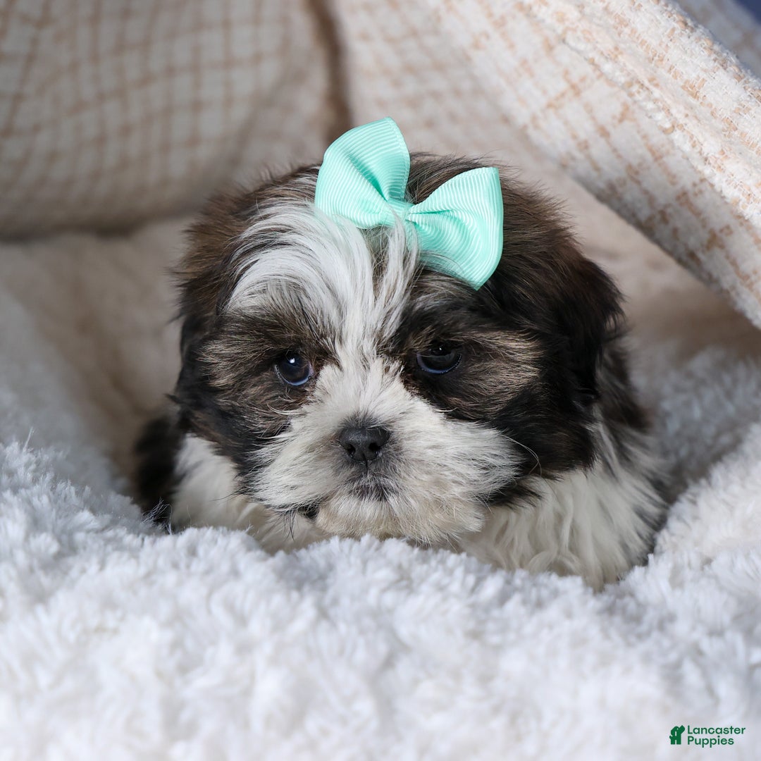 Shih Tzu dogs for sale: MERLE - Ad 3