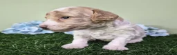 Miniature Poodle dogs for sale: Ferrari - Ad 4