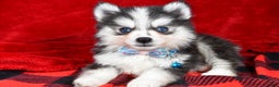 Pomsky dogs for sale: Ved - Ad 1