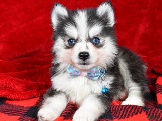 Pomsky dogs Ved - Ad 40