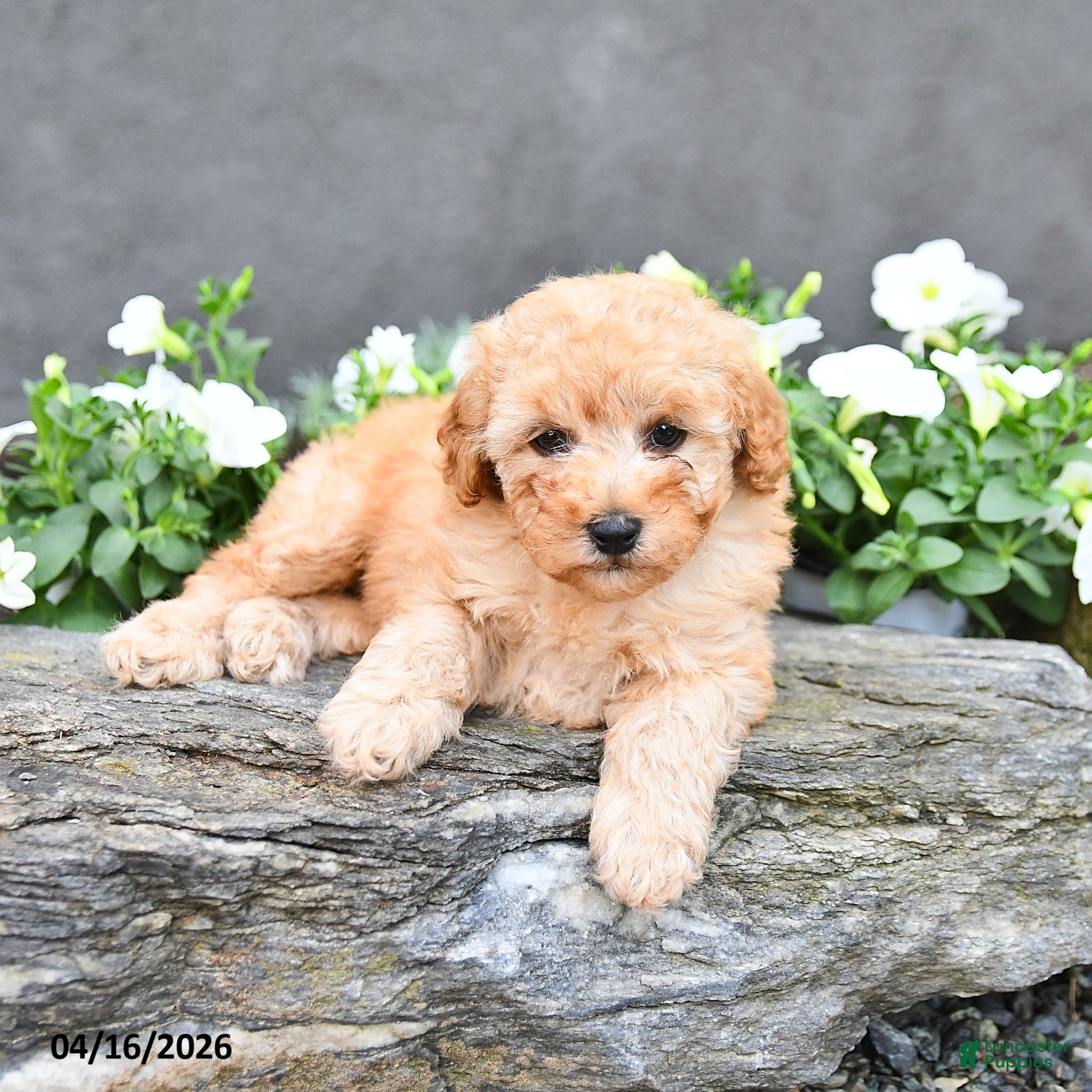 Cavapoo dogs Tommy - Ad 2