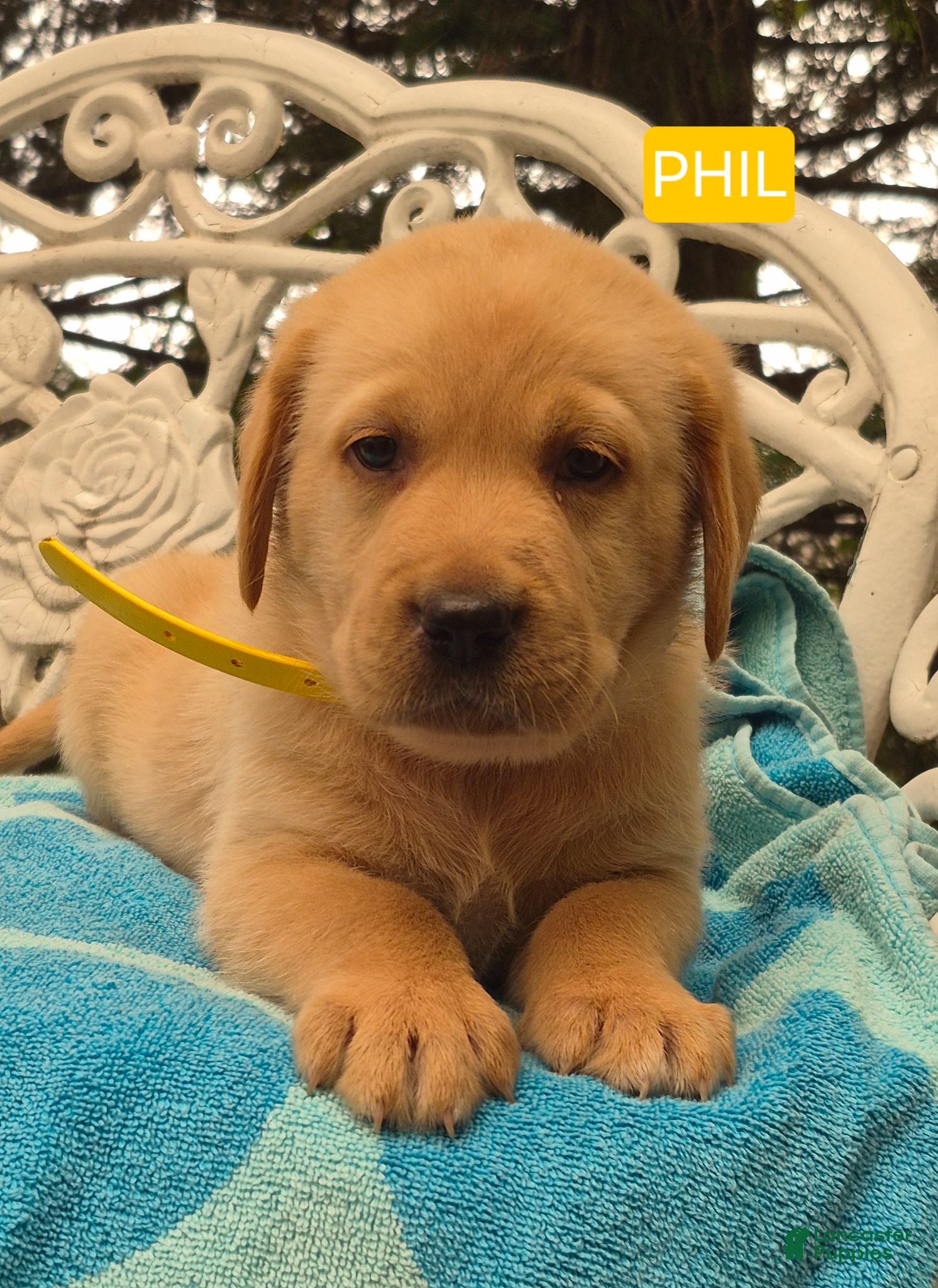 Labrador Retriever dogs Phil - Ad 2