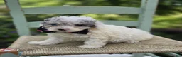 Miniature Poodle dogs for sale: Debra - Ad 1