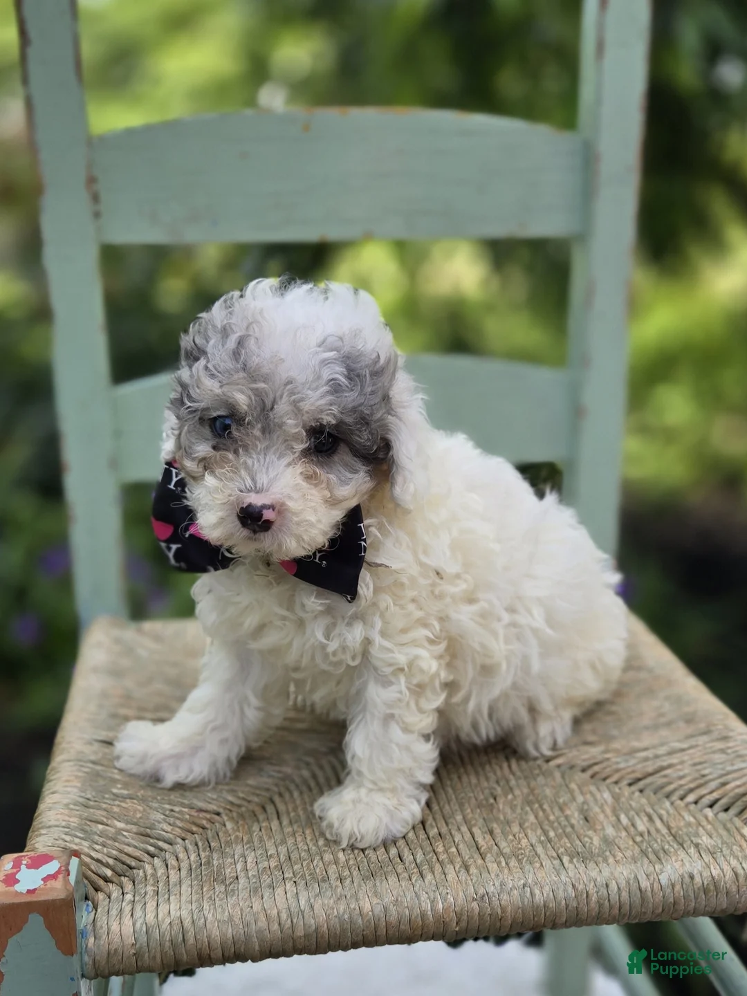 Miniature Poodle dogs for sale: Debra - Ad 1