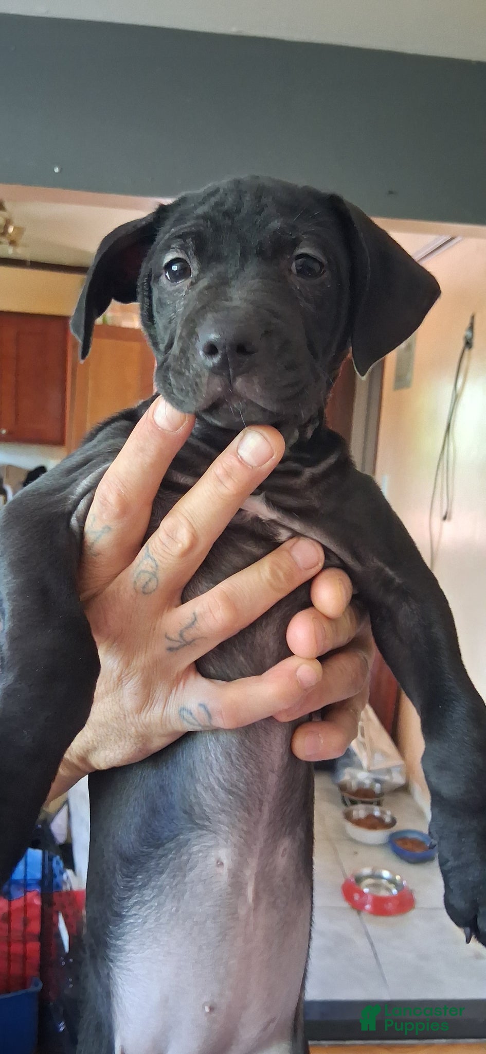Mixed Breed dogs Mixed Breed Puppy 2 - Ad 20