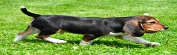 Beagle dogs for sale: Marley - Ad 4