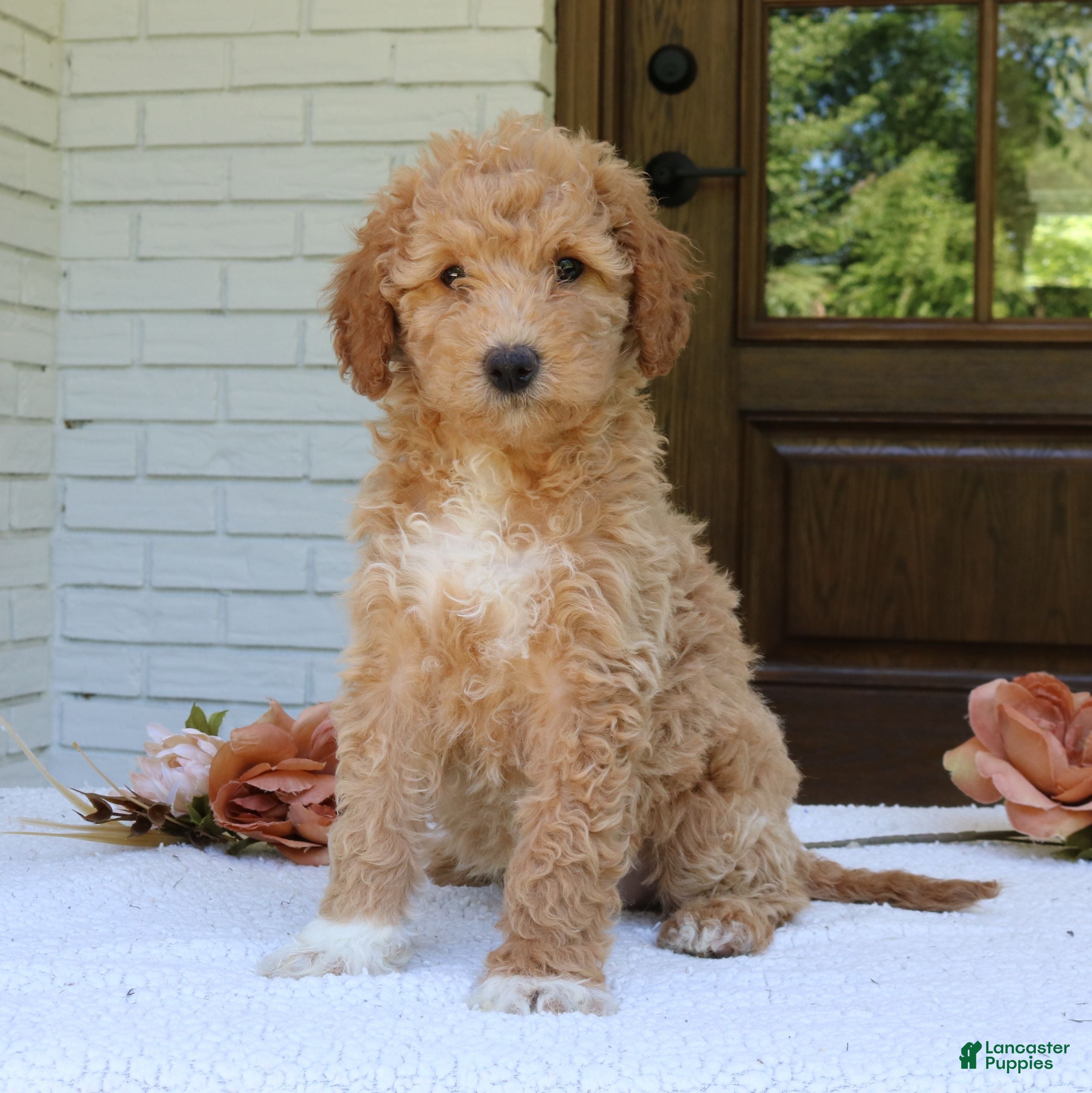 Mini Goldendoodle dogs Tally  - Ad 2