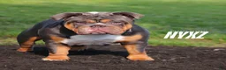 English Bulldog dogs for sale: English Bulldog 2 - Ad 15