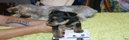 Yorkshire Terrier dogs for sale: Buster - Ad 1