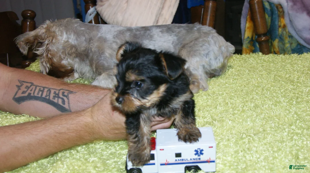 Yorkshire Terrier dogs for sale: Buster - Ad 1