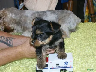 Yorkshire Terrier dogs for sale: Buster - Ad 2