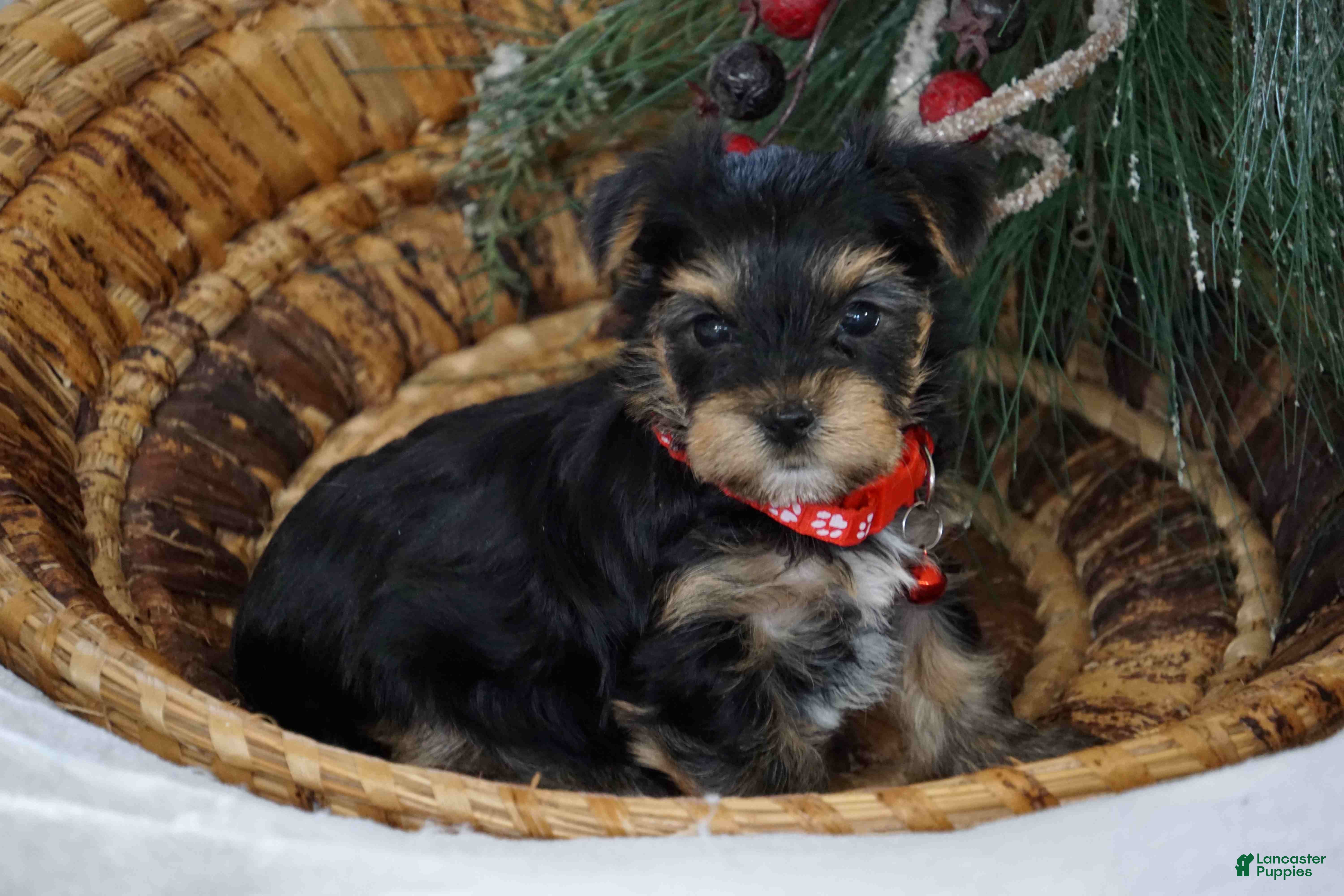 Yorkshire Terrier dogs Donny - Ad 10