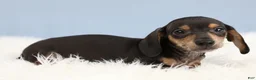 Miniature Dachshund dogs for sale: Jett ⚽️ - Ad 9