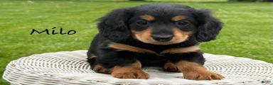 Milo