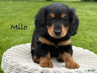 Miniature Dachshund dogs for sale: Milo - Ad 4