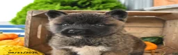 Akita dogs for sale: Nakoda - Ad 3