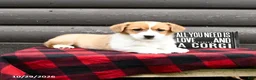 Welsh Corgi Pembroke dogs for sale: Mister - Ad 4