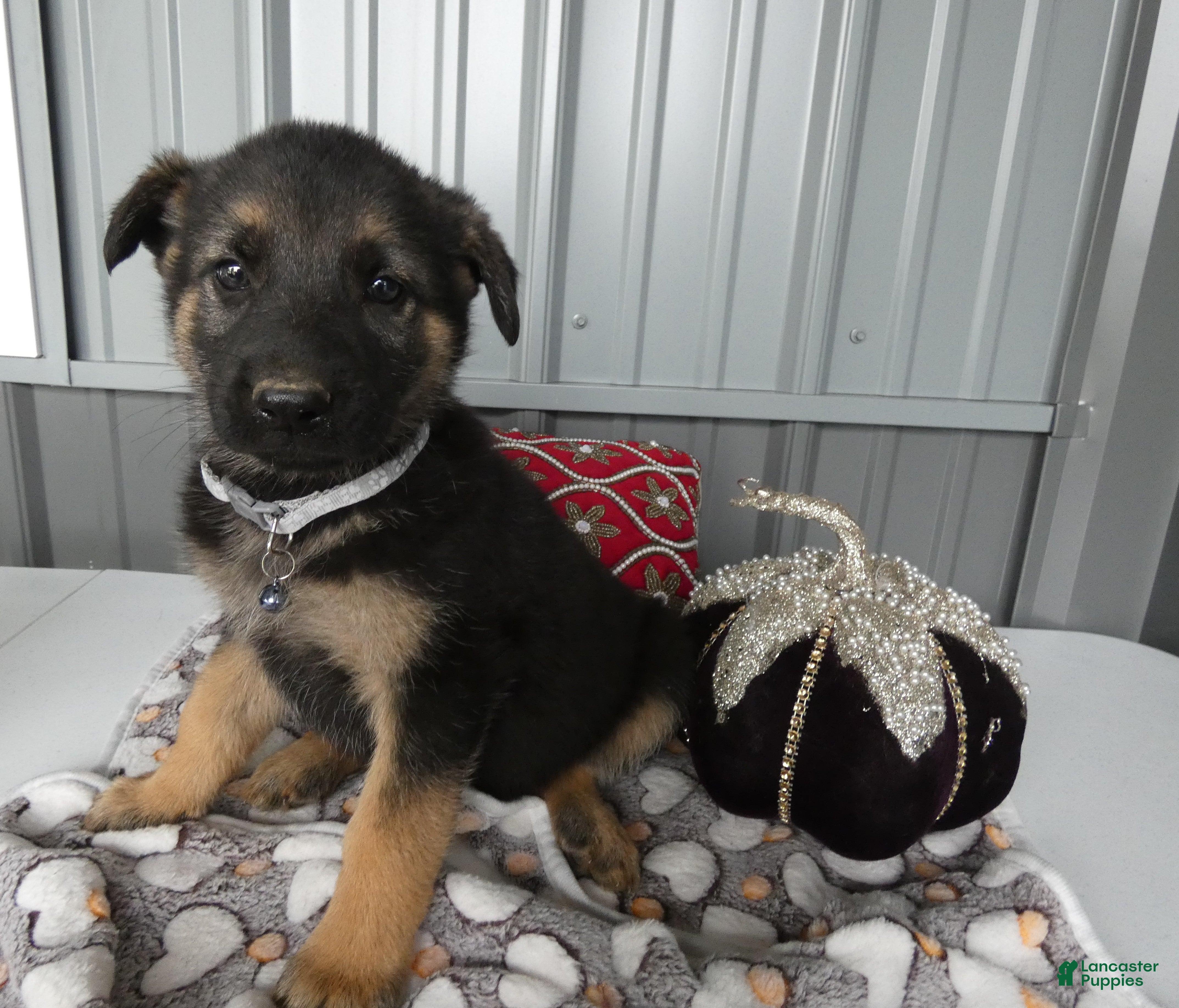 German Shepherd dogs German Shepherd 4 Sabrina - Ad 9