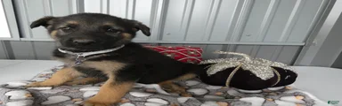 German Shepherd 4 Sabrina