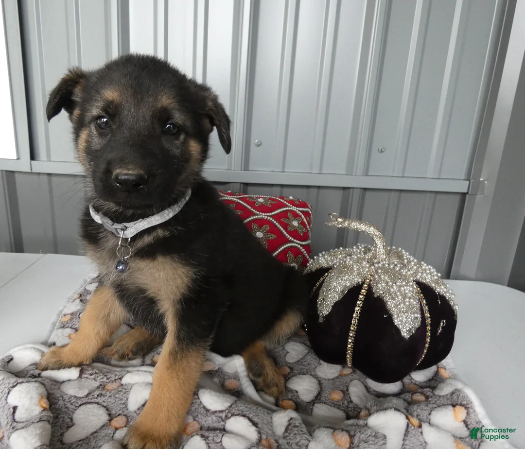 German Shepherd dogs for sale: German Shepherd 4 Sabrina - Ad 1
