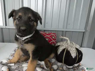 German Shepherd dogs German Shepherd 4 Sabrina - Ad 42