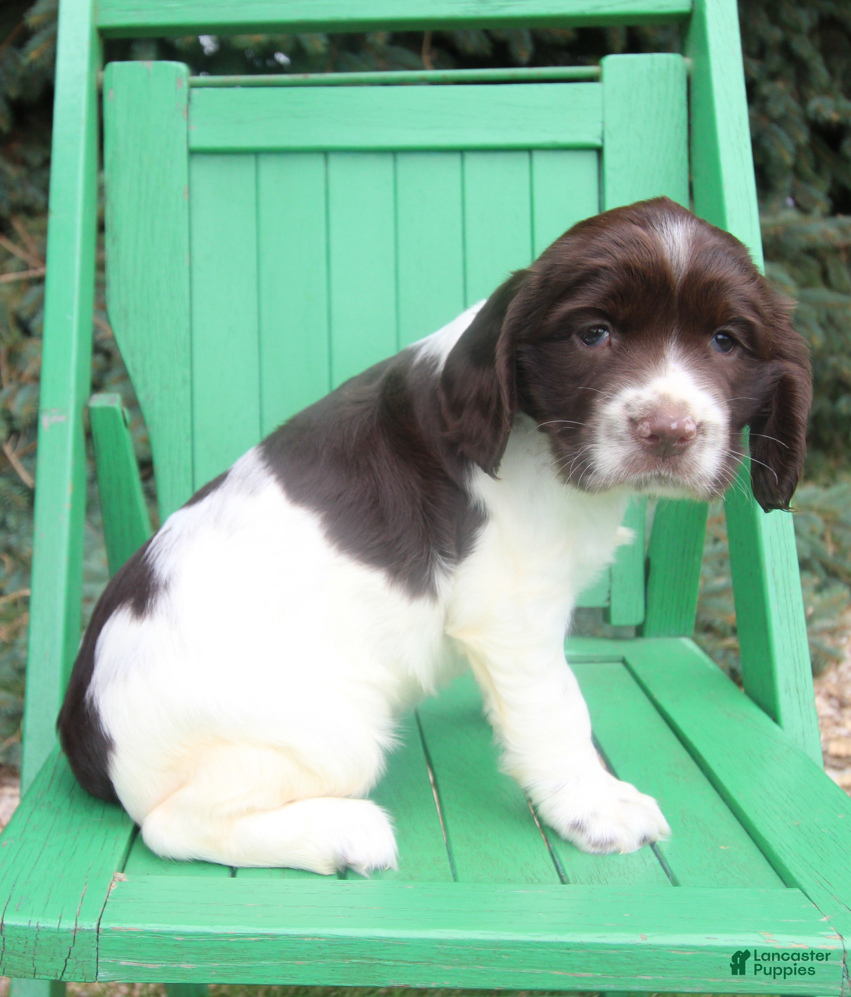 English Springer Spaniel dogs Vicky - Ad 2