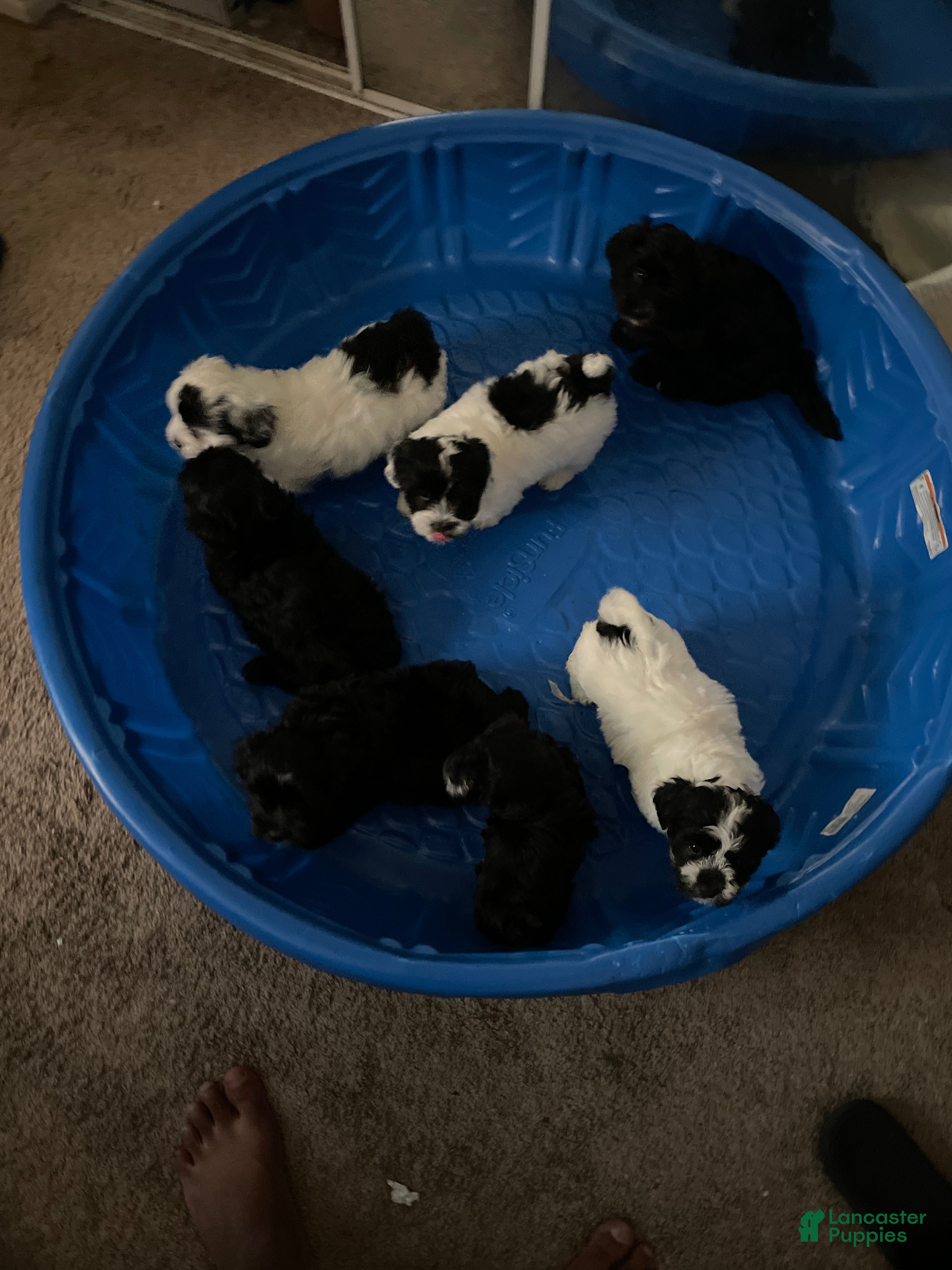 Morkie dogs Morkie Puppy 4 - Ad 1