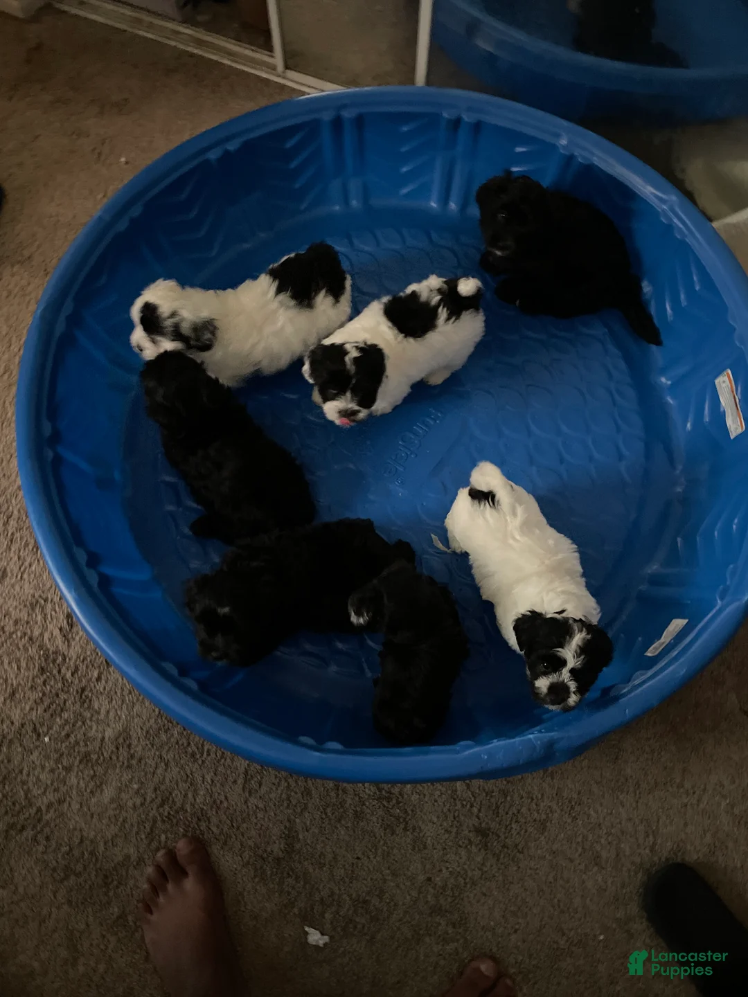 Morkie dogs for sale: Morkie Puppy 4 - Ad 1