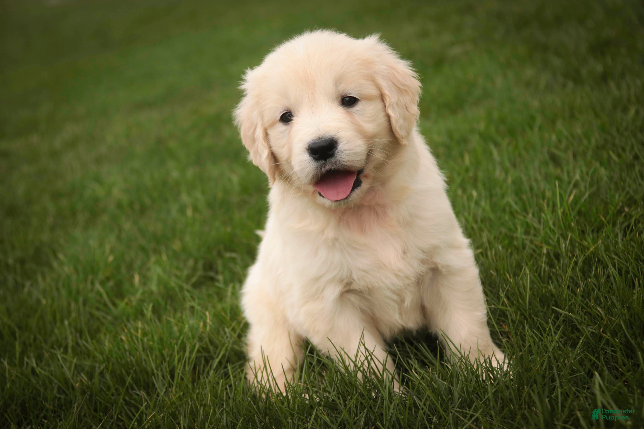 Golden Retriever dogs Sapphire - Ad 38