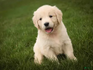 Golden Retriever dogs Sapphire - Ad 1