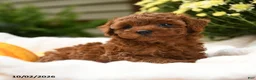 Toy Poodle dogs for sale: Flopsy - Ad 5