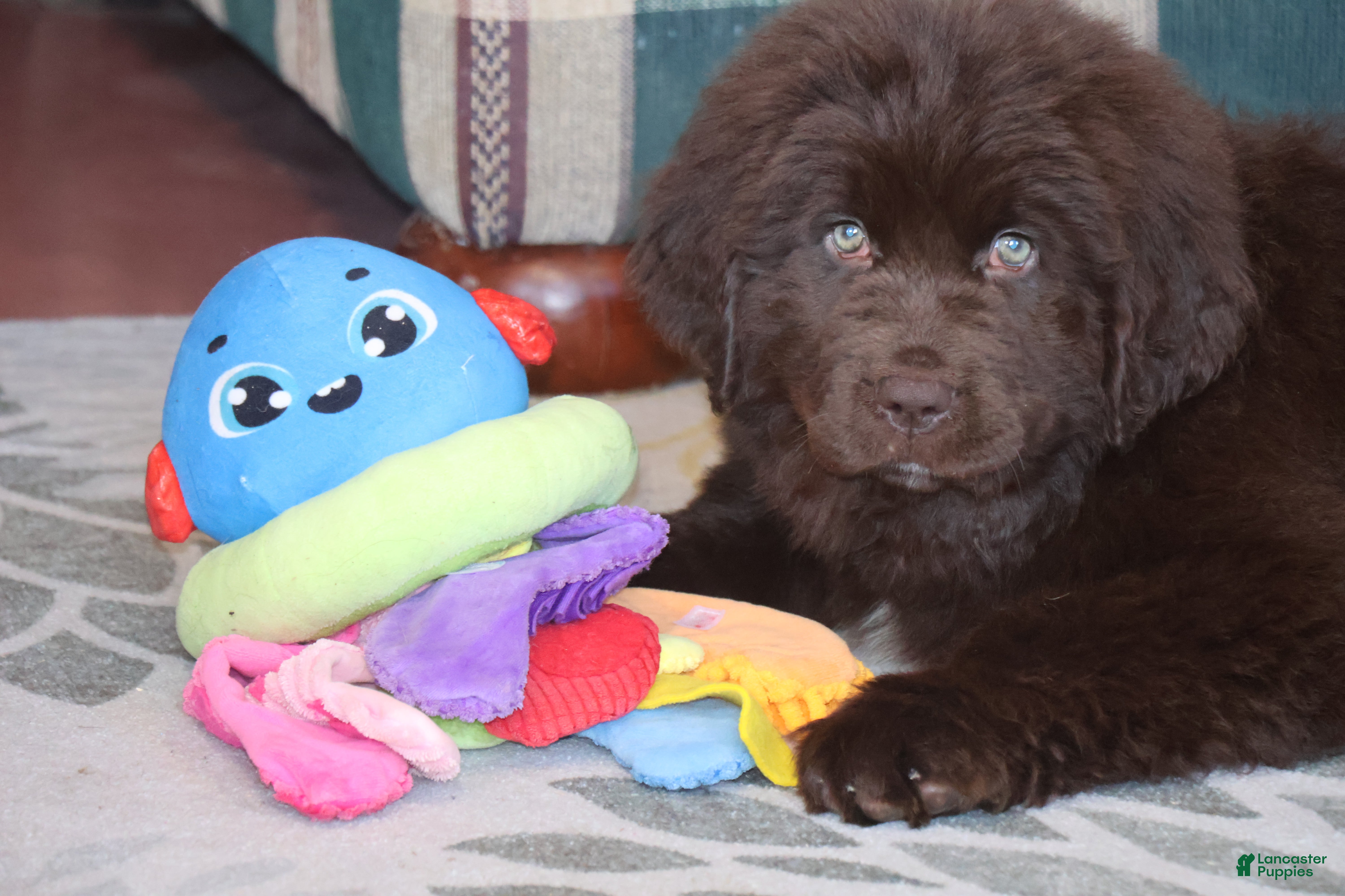 Newfoundland dogs Carson - Ad 2