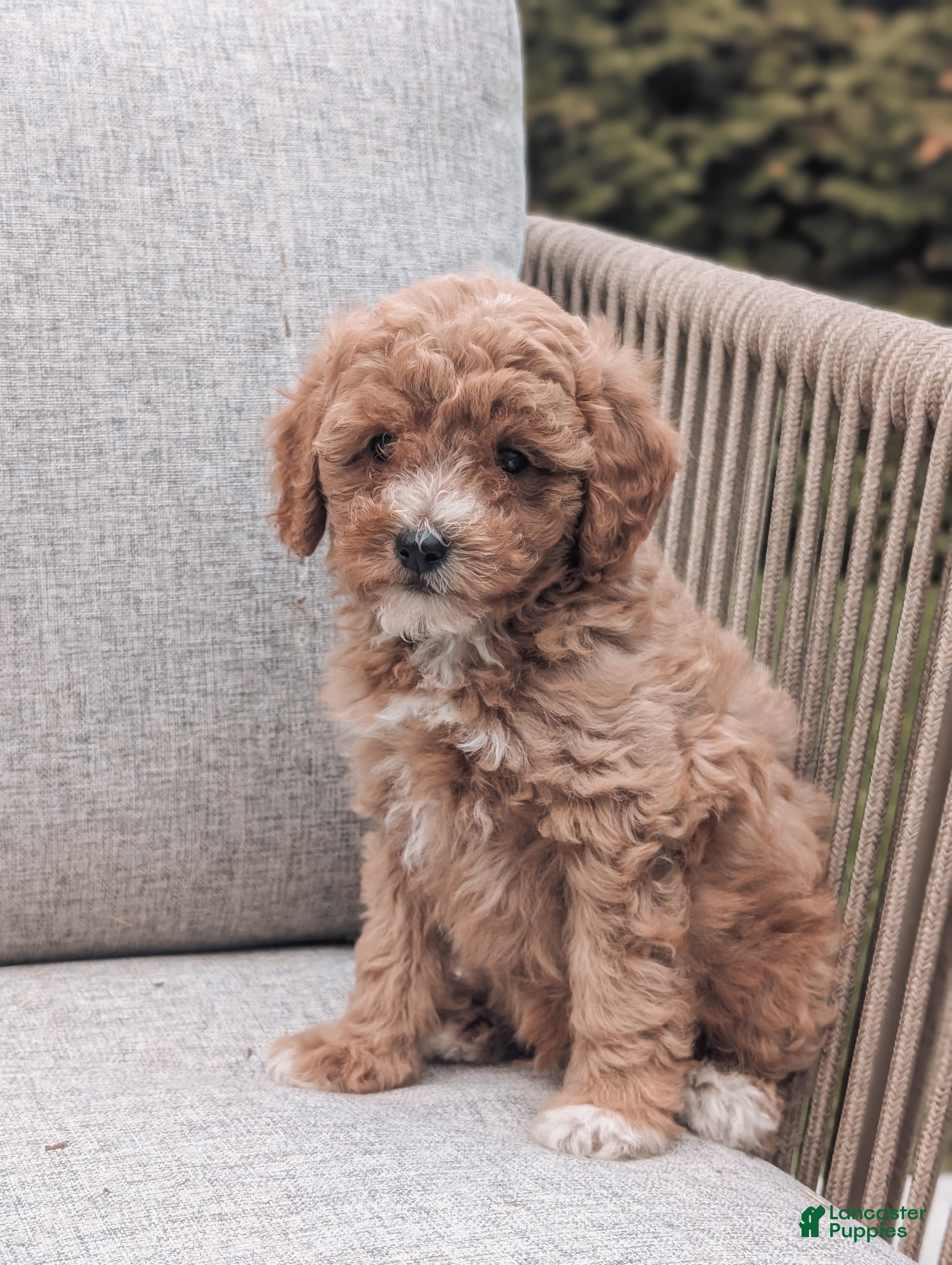 Bichpoo dogs Teddy  - Ad 1