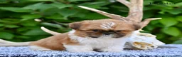 Shih Tzu dogs for sale: Hunter - Ad 7