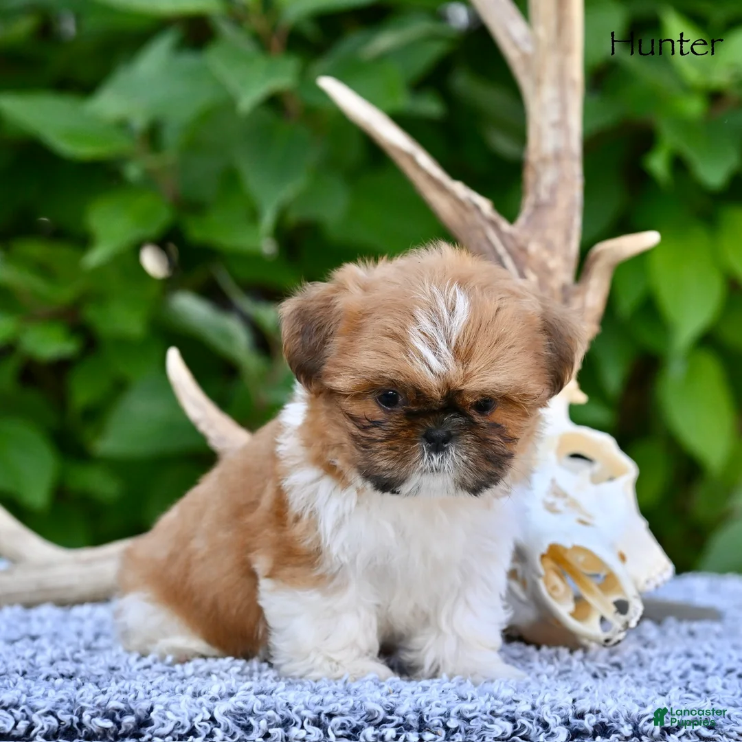 Shih Tzu dogs for sale: Hunter - Ad 7