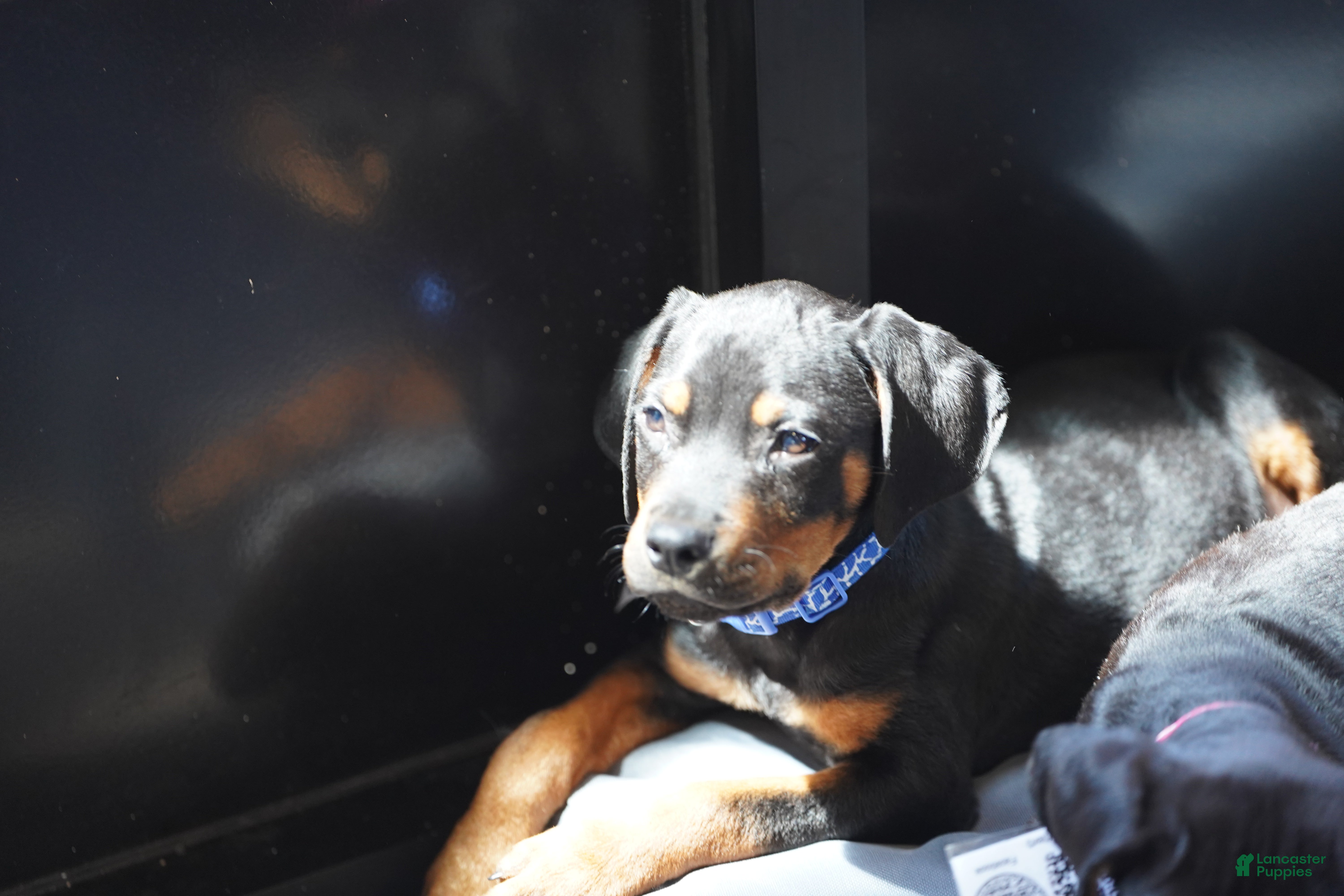 Rottweiler dogs Romeo - Ad 11