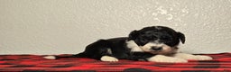 Mini Aussiedoodle dogs for sale: Sailor – Male - Ad 4