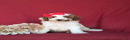 Miniature Poodle dogs for sale: Candace - Ad 3