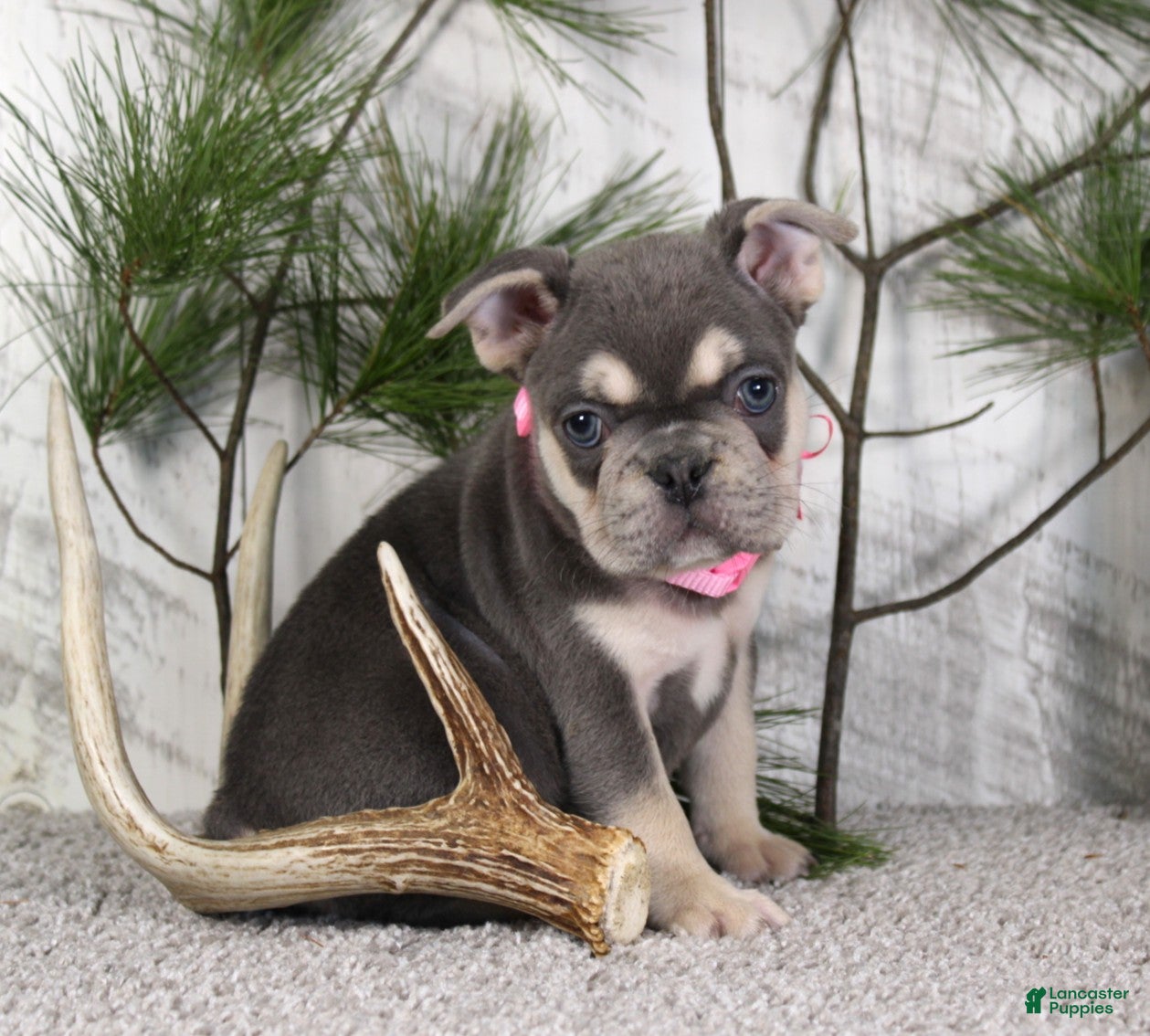 French Bulldog dogs Lola - Ad 2