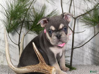 French Bulldog dogs Lola - Ad 22